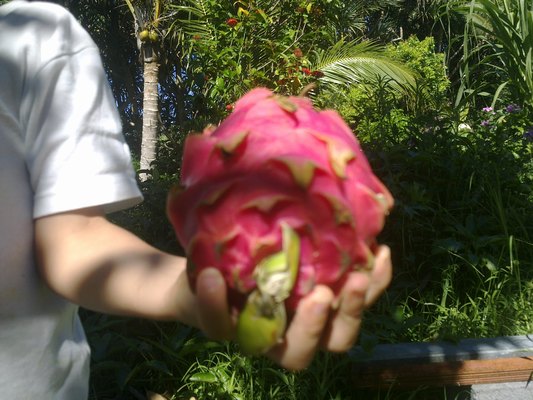 pitaya